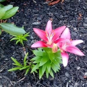 Meet your Posher, Vickie